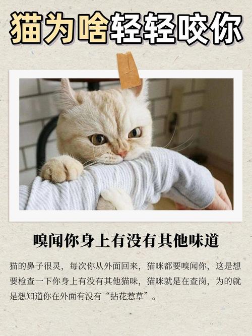 猫咪轻咬主人的原因，猫咪轻咬主人的原因有哪些？-第3张图片-后鲨宠物