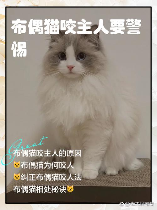 猫咪轻咬主人的原因，猫咪轻咬主人的原因有哪些？-第4张图片-后鲨宠物