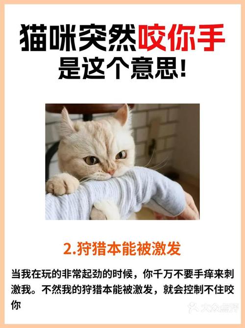 猫咪轻咬主人的原因，猫咪轻咬主人的原因有哪些？-第5张图片-后鲨宠物
