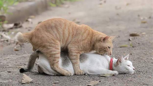 猫咪发情吃什么_猫咪发情吃什么食物能缓解-第3张图片-后鲨宠物 猫咪发情吃什么_猫咪发情吃什么食物能缓解-第3张图片-后鲨宠物