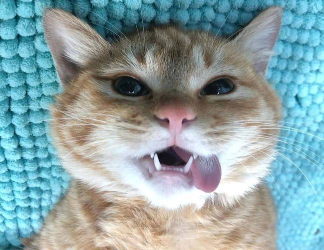 猫咪发情吃什么_猫咪发情吃什么食物能缓解-第4张图片-后鲨宠物 猫咪发情吃什么_猫咪发情吃什么食物能缓解-第4张图片-后鲨宠物