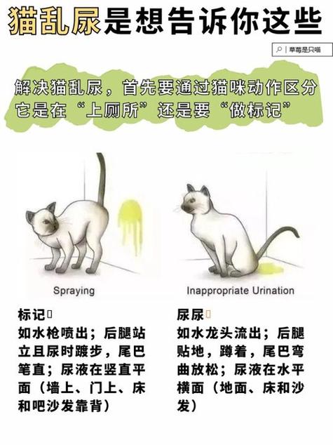 猫咪到处撒尿的原因_猫咪到处撒尿的解决办法-第1张图片-后鲨宠物 猫咪到处撒尿的原因_猫咪到处撒尿的解决办法-第1张图片-后鲨宠物