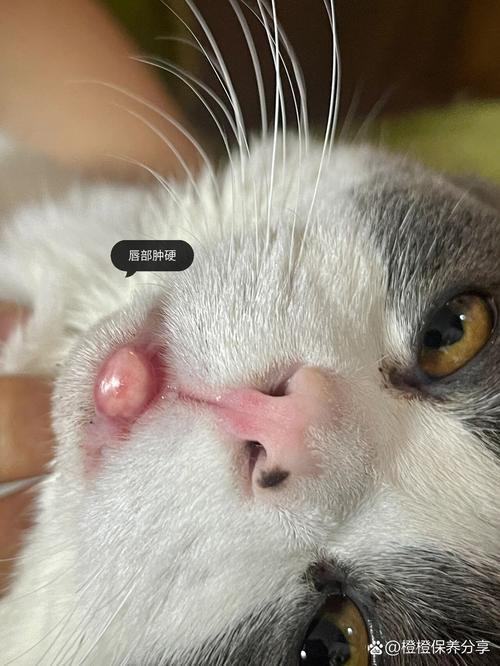 猫咪肉芽肿治疗要多少钱,猫肉芽肿能自愈吗?-第4张图片-后鲨宠物 猫咪肉芽肿治疗要多少钱,猫肉芽肿能自愈吗?-第4张图片-后鲨宠物