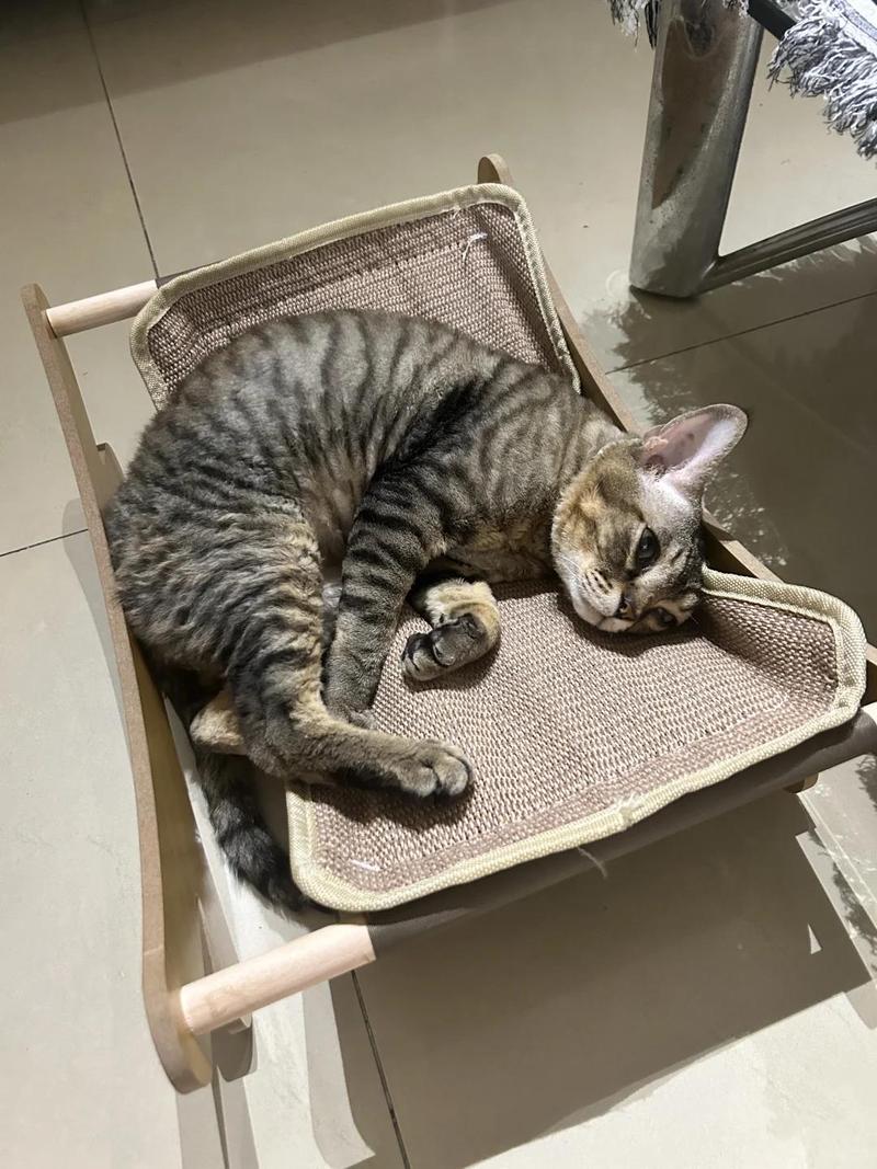 猫咪睡觉时抽搐_猫咪睡觉时抽搐一下-第1张图片-后鲨宠物 猫咪睡觉时抽搐_猫咪睡觉时抽搐一下-第1张图片-后鲨宠物