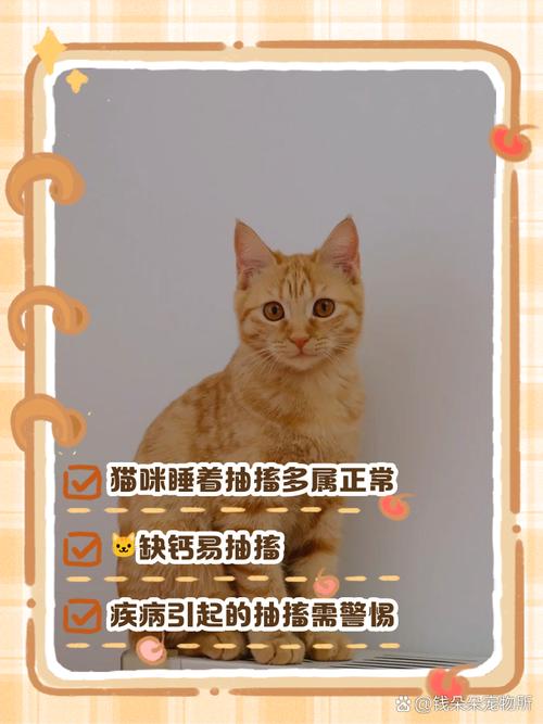 猫咪睡觉时抽搐_猫咪睡觉时抽搐一下-第5张图片-后鲨宠物 猫咪睡觉时抽搐_猫咪睡觉时抽搐一下-第5张图片-后鲨宠物