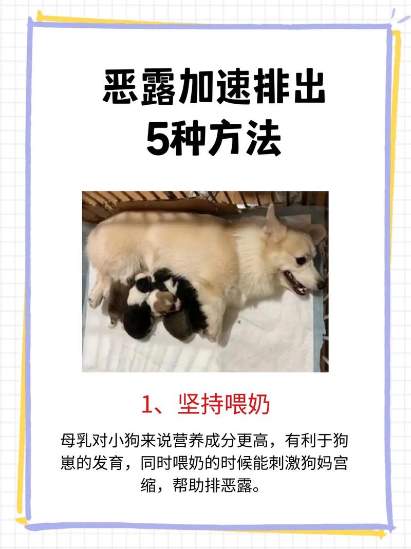 狗狗恶露不尽怎么办,狗狗恶露不尽怎么办小妙招-第1张图片-后鲨宠物 狗狗恶露不尽怎么办,狗狗恶露不尽怎么办小妙招-第1张图片-后鲨宠物