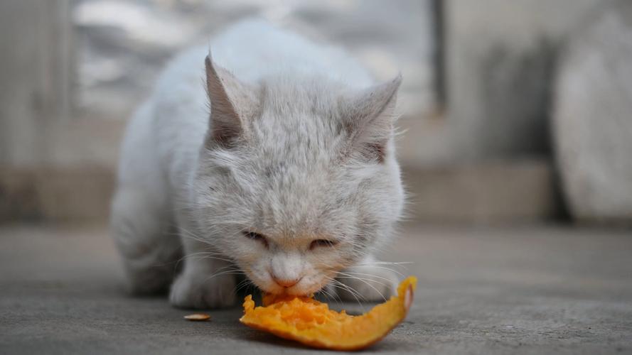猫咪可以吃枸杞吗_猫咪可以吃枸杞子-第3张图片-后鲨宠物 猫咪可以吃枸杞吗_猫咪可以吃枸杞子-第3张图片-后鲨宠物