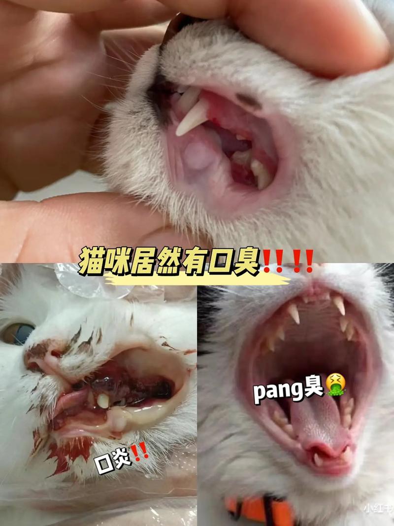 猫咪嘴臭是怎么回事_猫咪嘴臭是怎么回事吃什么药-第3张图片-后鲨宠物 猫咪嘴臭是怎么回事_猫咪嘴臭是怎么回事吃什么药-第3张图片-后鲨宠物