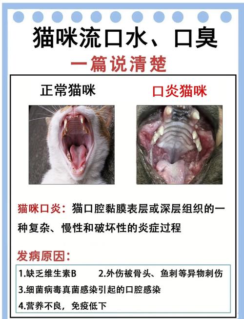 猫咪嘴臭是怎么回事_猫咪嘴臭是怎么回事吃什么药-第5张图片-后鲨宠物 猫咪嘴臭是怎么回事_猫咪嘴臭是怎么回事吃什么药-第5张图片-后鲨宠物
