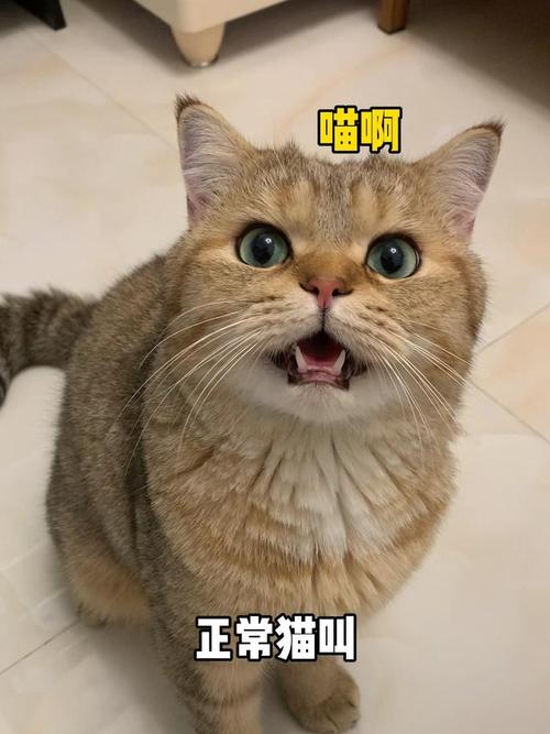 猫咪嗓子叫哑了,猫咪嗓子叫哑了怎么恢复-第2张图片-后鲨宠物 猫咪嗓子叫哑了,猫咪嗓子叫哑了怎么恢复-第2张图片-后鲨宠物