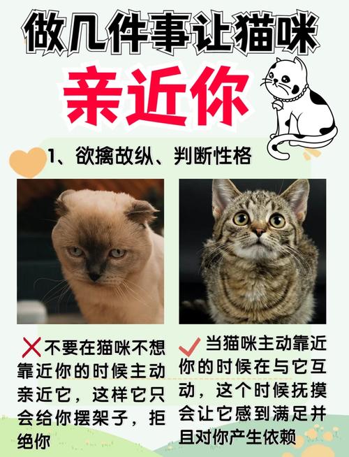 怎样让猫咪粘人,怎样让猫咪粘人不咬人-第4张图片-后鲨宠物 怎样让猫咪粘人,怎样让猫咪粘人不咬人-第4张图片-后鲨宠物