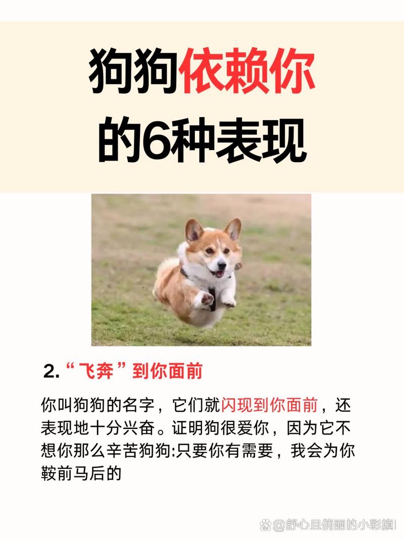 狗狗很依赖主人的表现_狗狗过于依赖主人的表现-第3张图片-后鲨宠物 狗狗很依赖主人的表现_狗狗过于依赖主人的表现-第3张图片-后鲨宠物