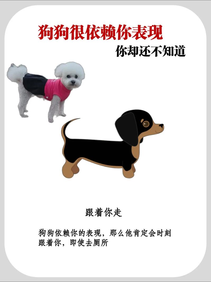 狗狗很依赖主人的表现_狗狗过于依赖主人的表现-第4张图片-后鲨宠物 狗狗很依赖主人的表现_狗狗过于依赖主人的表现-第4张图片-后鲨宠物