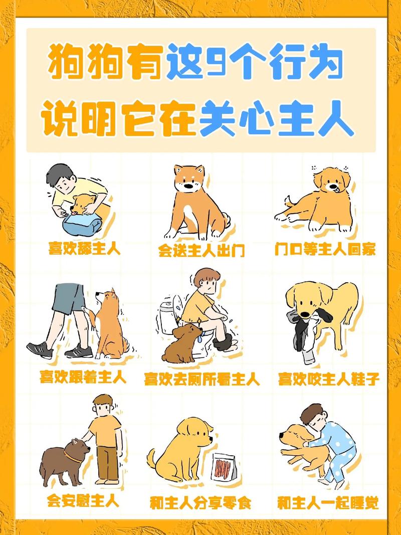 狗狗很依赖主人的表现_狗狗过于依赖主人的表现-第5张图片-后鲨宠物 狗狗很依赖主人的表现_狗狗过于依赖主人的表现-第5张图片-后鲨宠物