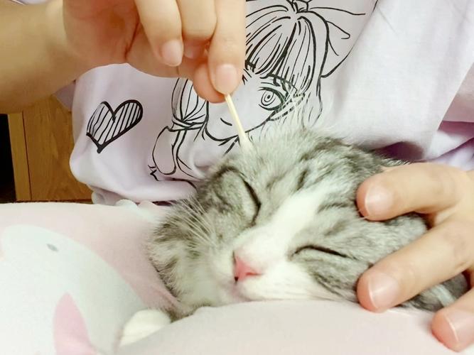 猫咪掏耳朵的正确姿势_猫咪掏耳朵的正确姿势是什么-第1张图片-后鲨宠物 猫咪掏耳朵的正确姿势_猫咪掏耳朵的正确姿势是什么-第1张图片-后鲨宠物