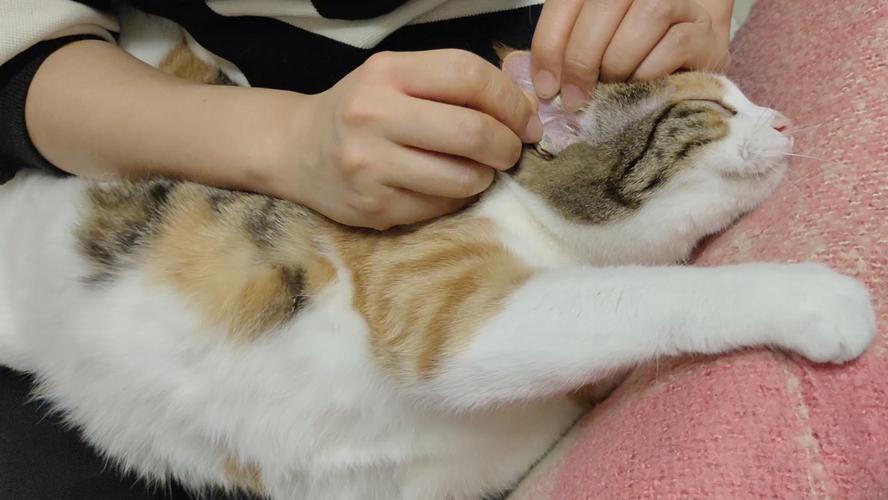 猫咪掏耳朵的正确姿势_猫咪掏耳朵的正确姿势是什么-第3张图片-后鲨宠物 猫咪掏耳朵的正确姿势_猫咪掏耳朵的正确姿势是什么-第3张图片-后鲨宠物