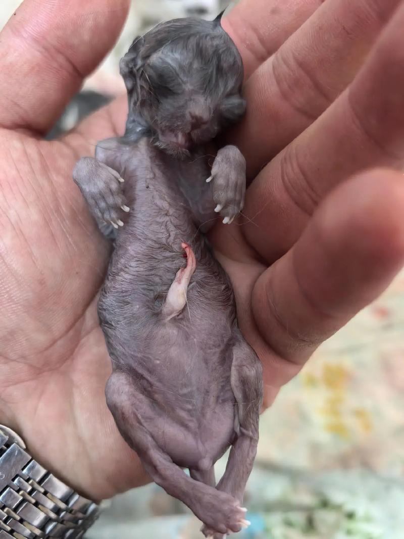 猫咪生产前的症状,猫咪生产前都有什么症状?-第2张图片-后鲨宠物 猫咪生产前的症状,猫咪生产前都有什么症状?-第2张图片-后鲨宠物