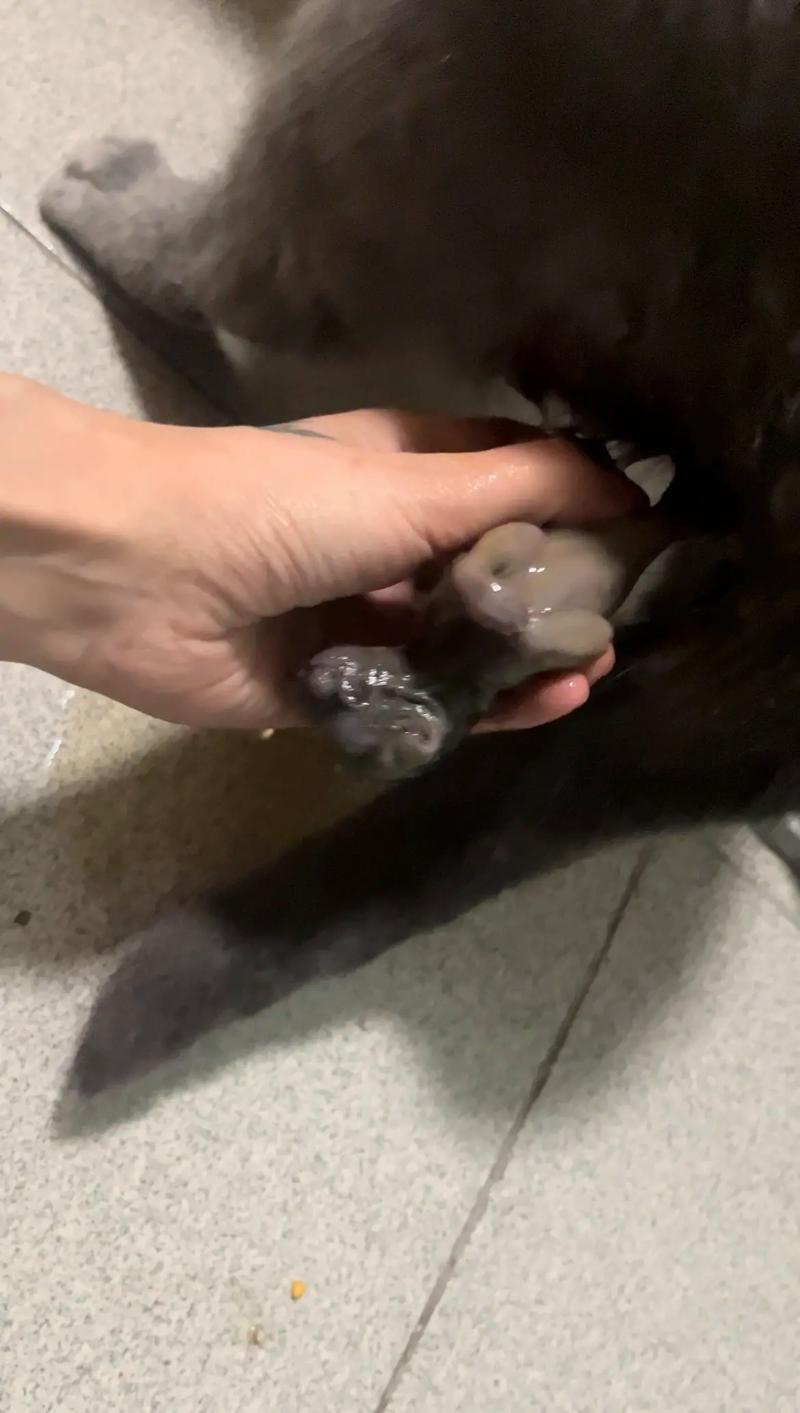 猫咪生产前的症状,猫咪生产前都有什么症状?-第4张图片-后鲨宠物 猫咪生产前的症状,猫咪生产前都有什么症状?-第4张图片-后鲨宠物