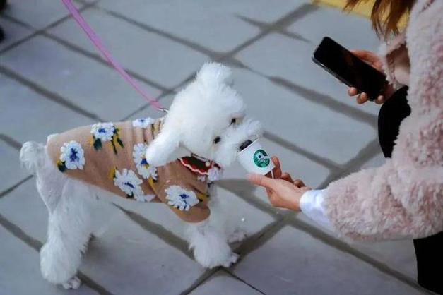 火车能带狗狗吗_坐火车能带小狗上车吗-第3张图片-后鲨宠物 火车能带狗狗吗_坐火车能带小狗上车吗-第3张图片-后鲨宠物