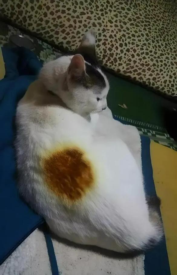 猫咪能不能烤火_猫咪可以烤火炉吗-第3张图片-后鲨宠物 猫咪能不能烤火_猫咪可以烤火炉吗-第3张图片-后鲨宠物