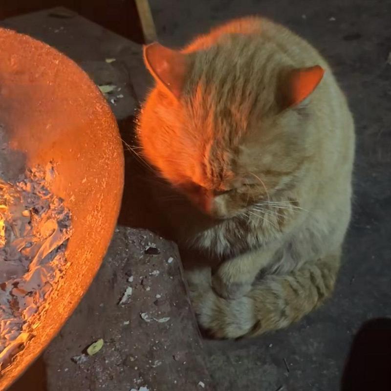 猫咪能不能烤火_猫咪可以烤火炉吗-第5张图片-后鲨宠物 猫咪能不能烤火_猫咪可以烤火炉吗-第5张图片-后鲨宠物