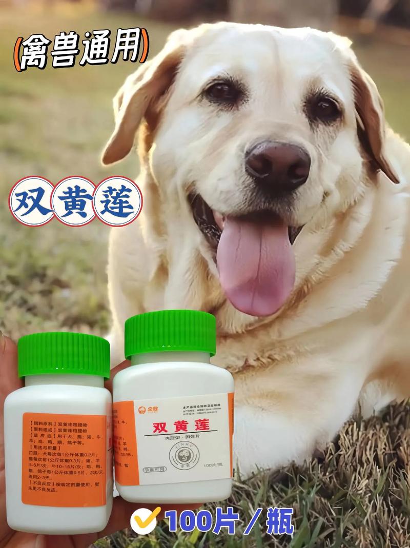 狗狗能吃黄连素吗,狗狗可以吃黄连素吗??-第3张图片-后鲨宠物 狗狗能吃黄连素吗,狗狗可以吃黄连素吗??-第3张图片-后鲨宠物