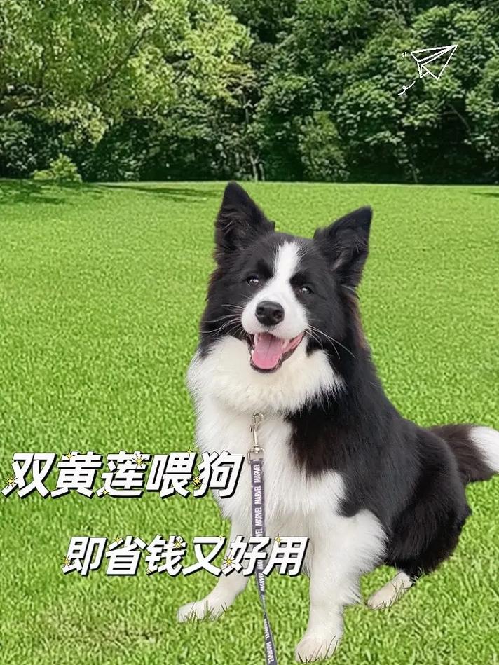 狗狗能吃黄连素吗,狗狗可以吃黄连素吗??-第5张图片-后鲨宠物 狗狗能吃黄连素吗,狗狗可以吃黄连素吗??-第5张图片-后鲨宠物