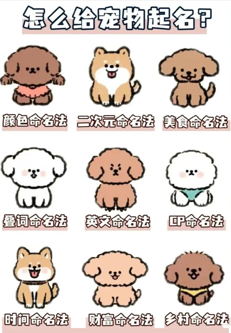 捡到的狗狗取什么名字,捡来的狗子取个有意义的名字-第2张图片-后鲨宠物 捡到的狗狗取什么名字,捡来的狗子取个有意义的名字-第2张图片-后鲨宠物