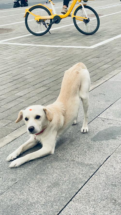 最容易训练的狗狗排名,前十比较好训练的狗排名-第2张图片-后鲨宠物 最容易训练的狗狗排名,前十比较好训练的狗排名-第2张图片-后鲨宠物