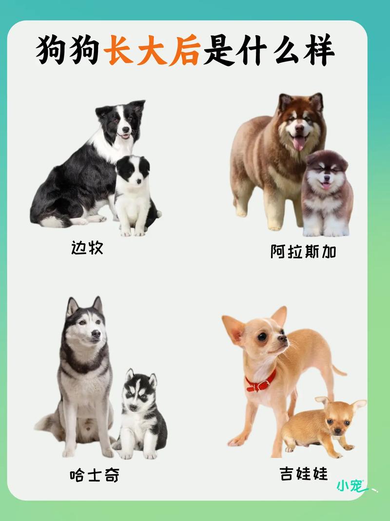 狗狗多大是成犬,狗多大就是成年犬了-第1张图片-后鲨宠物 狗狗多大是成犬,狗多大就是成年犬了-第1张图片-后鲨宠物