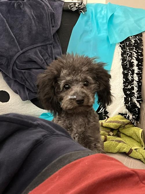 狗狗胆小的表现，狗狗胆小的表现图片？-第3张图片-后鲨宠物