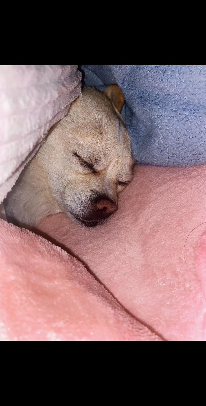 狗狗胆小的表现，狗狗胆小的表现图片？-第4张图片-后鲨宠物