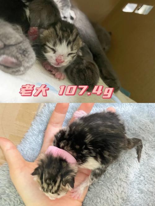 猫咪羊水破了多久生产_猫咪羊水破了多久生产正常-第1张图片-后鲨宠物 猫咪羊水破了多久生产_猫咪羊水破了多久生产正常-第1张图片-后鲨宠物