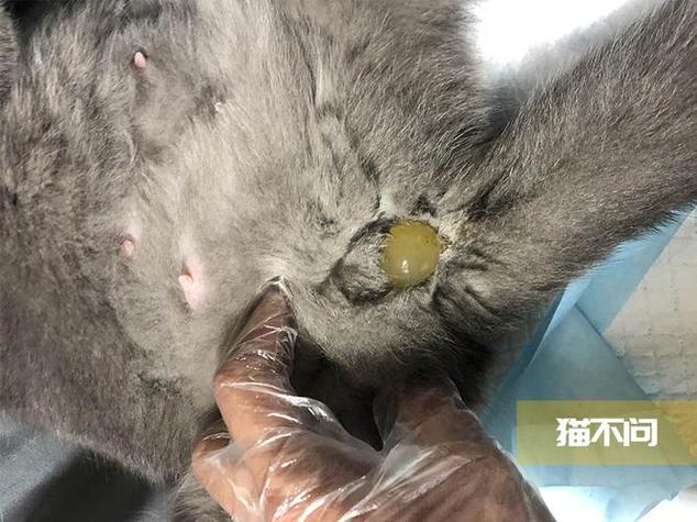 猫咪羊水破了多久生产_猫咪羊水破了多久生产正常-第2张图片-后鲨宠物 猫咪羊水破了多久生产_猫咪羊水破了多久生产正常-第2张图片-后鲨宠物