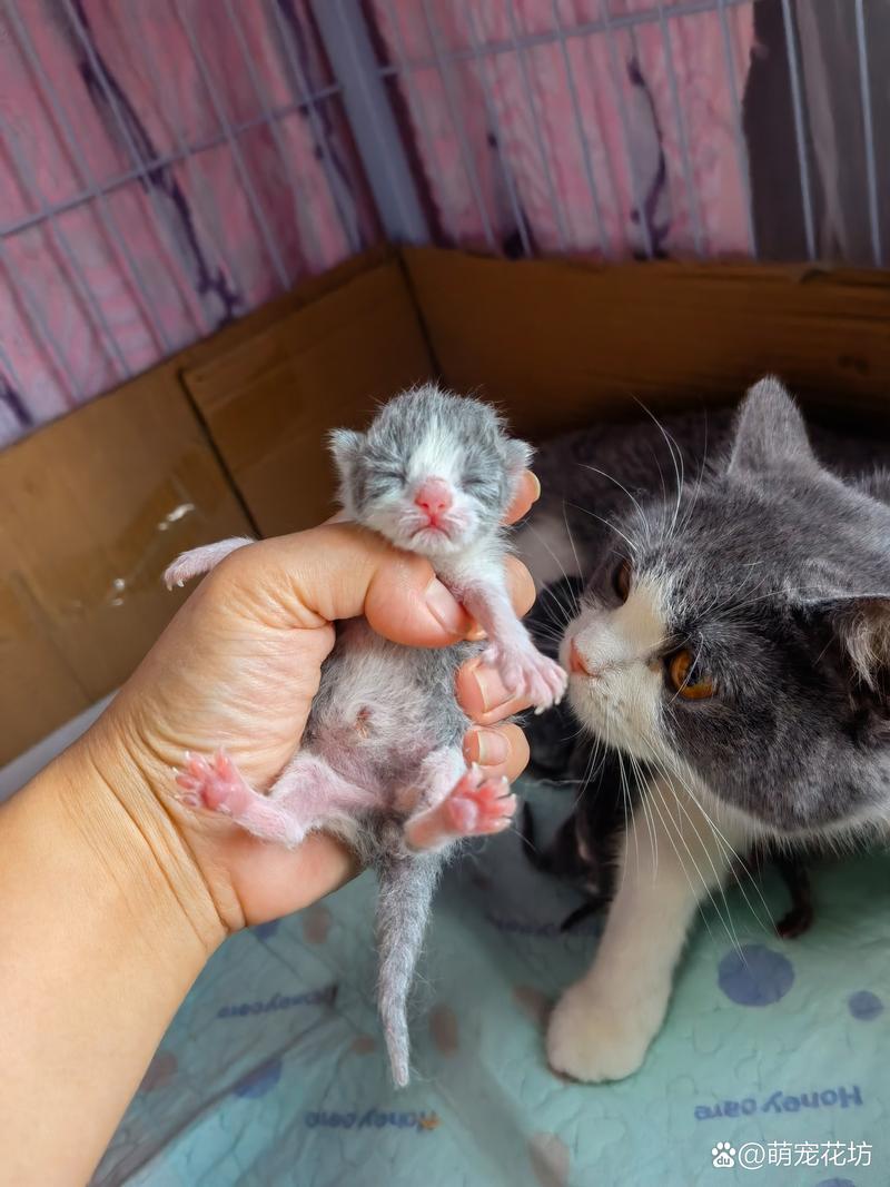猫咪羊水破了多久生产_猫咪羊水破了多久生产正常-第5张图片-后鲨宠物 猫咪羊水破了多久生产_猫咪羊水破了多久生产正常-第5张图片-后鲨宠物
