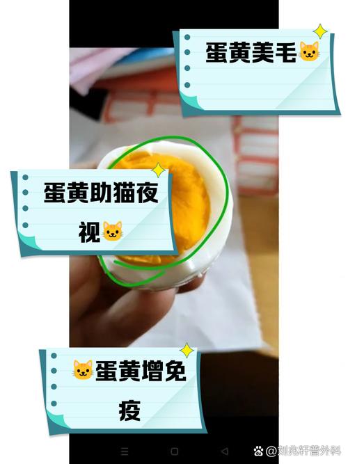 猫猫吃鸡蛋吗_猫咪吃鸡蛋能补充营养吗-第4张图片-后鲨宠物 猫猫吃鸡蛋吗_猫咪吃鸡蛋能补充营养吗-第4张图片-后鲨宠物