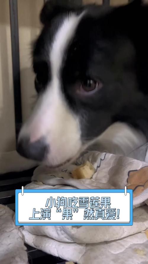 狗狗可以吃雪莲果吗,狗狗可以吃雪莲果吗?-第2张图片-后鲨宠物 狗狗可以吃雪莲果吗,狗狗可以吃雪莲果吗?-第2张图片-后鲨宠物