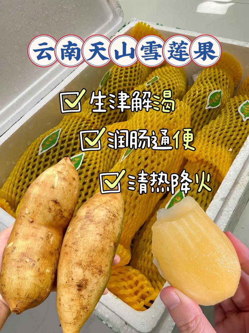 狗狗可以吃雪莲果吗,狗狗可以吃雪莲果吗?-第5张图片-后鲨宠物 狗狗可以吃雪莲果吗,狗狗可以吃雪莲果吗?-第5张图片-后鲨宠物