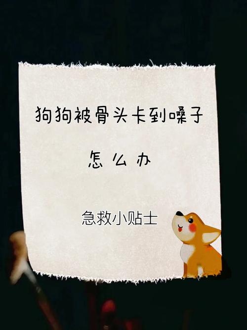 狗狗喉咙卡了东西怎么办_狗狗喉咙卡到东西表现-第3张图片-后鲨宠物 狗狗喉咙卡了东西怎么办_狗狗喉咙卡到东西表现-第3张图片-后鲨宠物