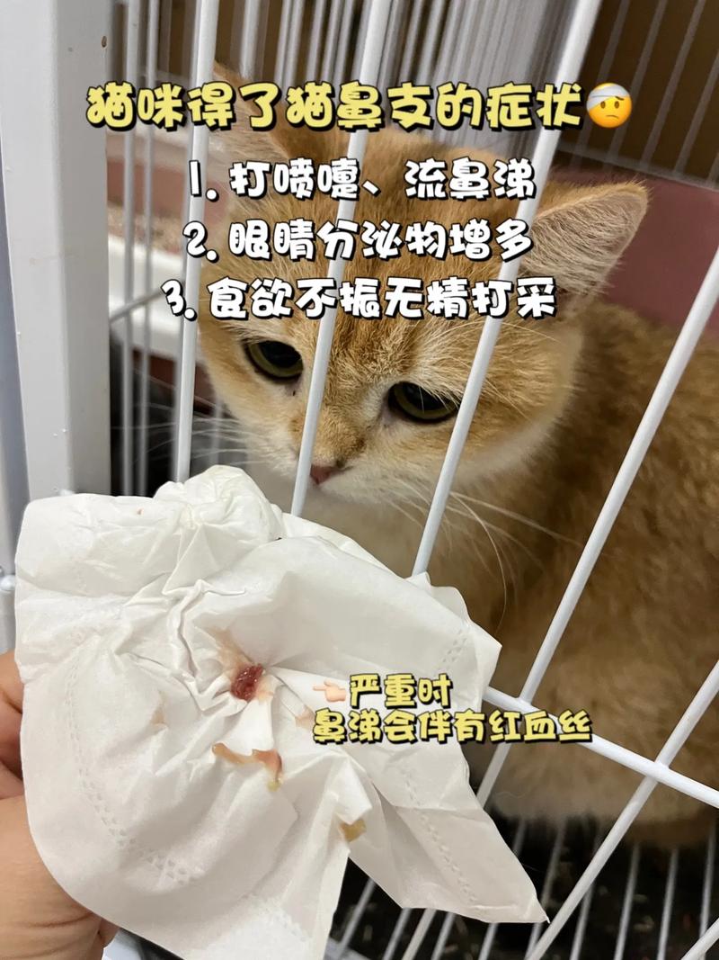 猫咪打喷嚏流血,猫咪打喷嚏流血一段时间不流-第3张图片-后鲨宠物 猫咪打喷嚏流血,猫咪打喷嚏流血一段时间不流-第3张图片-后鲨宠物