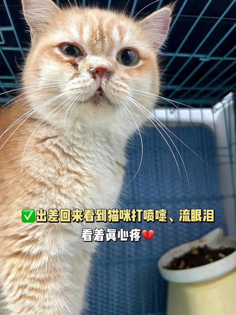 猫咪打喷嚏流血,猫咪打喷嚏流血一段时间不流-第4张图片-后鲨宠物 猫咪打喷嚏流血,猫咪打喷嚏流血一段时间不流-第4张图片-后鲨宠物