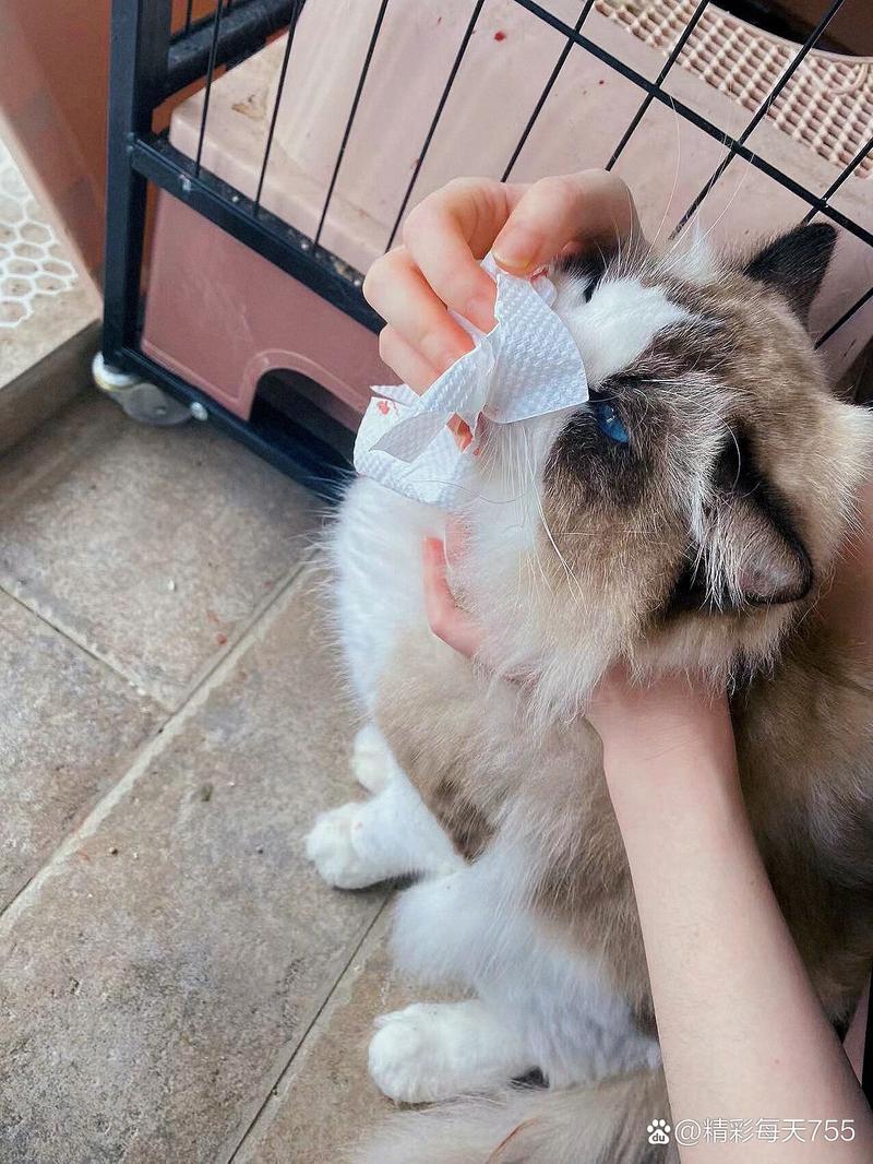 猫咪打喷嚏流血,猫咪打喷嚏流血一段时间不流-第5张图片-后鲨宠物 猫咪打喷嚏流血,猫咪打喷嚏流血一段时间不流-第5张图片-后鲨宠物