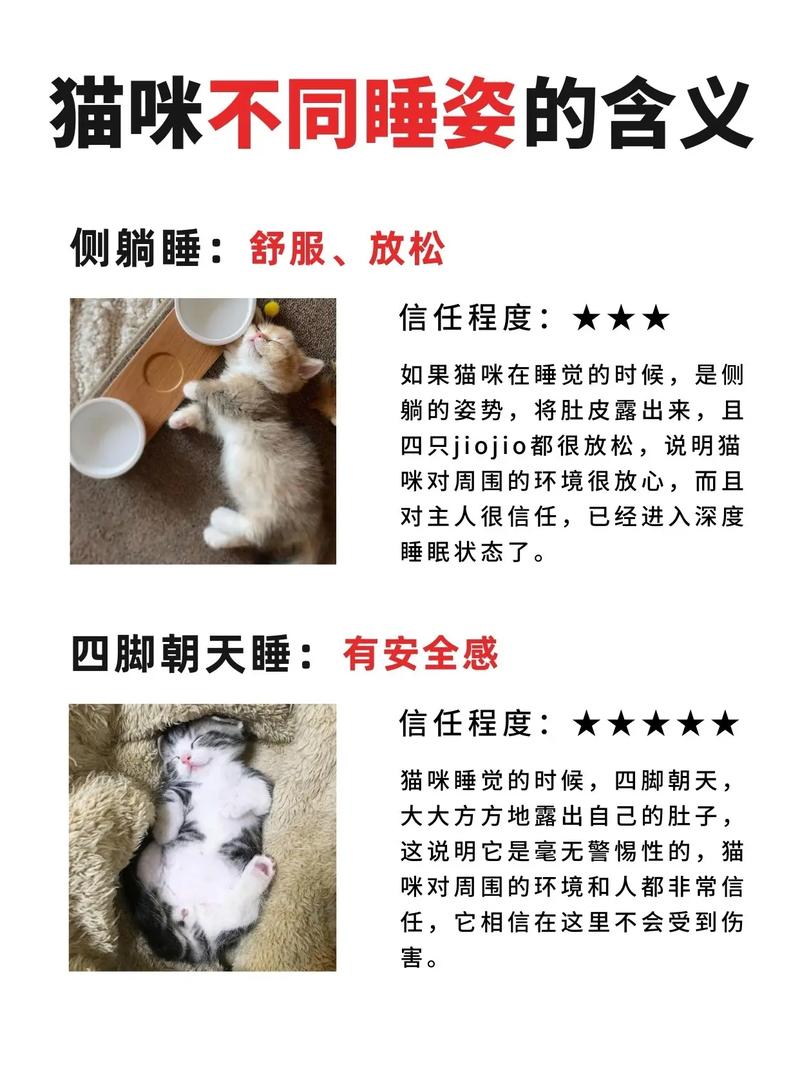 猫咪为什么一直睡觉,猫咪一直睡觉没精神是为什么-第4张图片-后鲨宠物 猫咪为什么一直睡觉,猫咪一直睡觉没精神是为什么-第4张图片-后鲨宠物