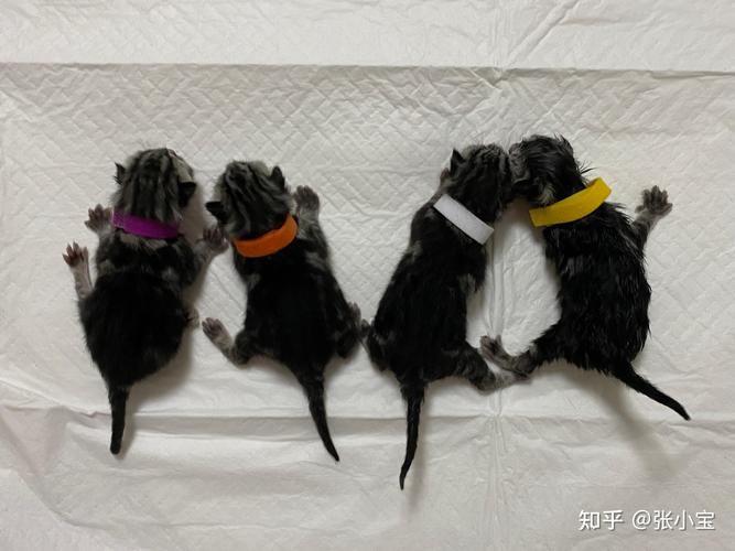 猫咪预产期怎么算,猫的预产期从哪天开始算?-第3张图片-后鲨宠物 猫咪预产期怎么算,猫的预产期从哪天开始算?-第3张图片-后鲨宠物