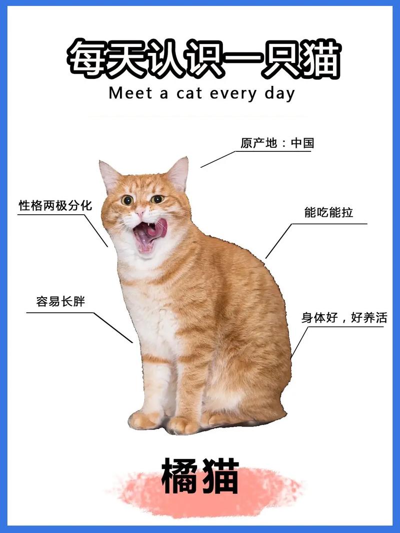 猫咪很凶怎么办,猫咪很凶是什么原因-第1张图片-后鲨宠物 猫咪很凶怎么办,猫咪很凶是什么原因-第1张图片-后鲨宠物