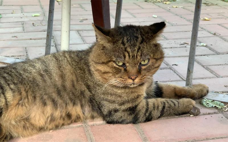 猫咪很凶怎么办,猫咪很凶是什么原因-第3张图片-后鲨宠物 猫咪很凶怎么办,猫咪很凶是什么原因-第3张图片-后鲨宠物