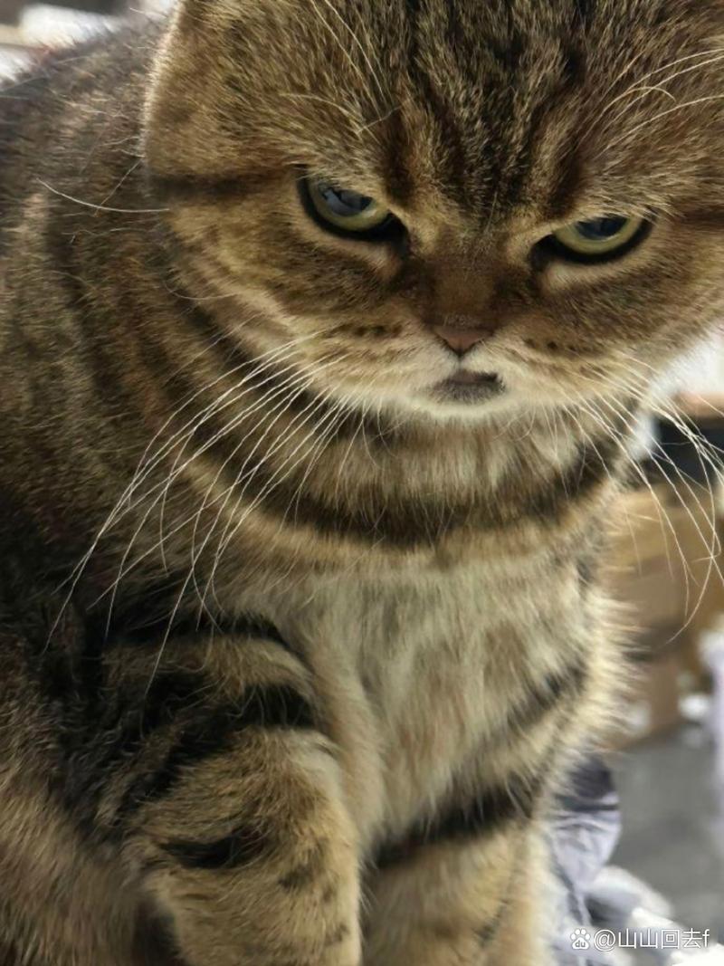 猫咪很凶怎么办,猫咪很凶是什么原因-第4张图片-后鲨宠物 猫咪很凶怎么办,猫咪很凶是什么原因-第4张图片-后鲨宠物