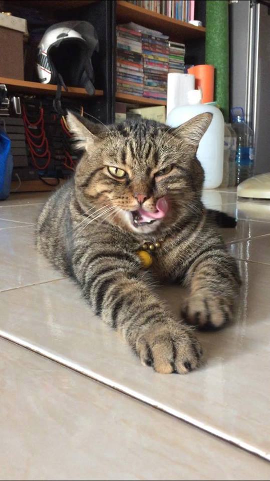 猫咪很凶怎么办,猫咪很凶是什么原因-第5张图片-后鲨宠物 猫咪很凶怎么办,猫咪很凶是什么原因-第5张图片-后鲨宠物