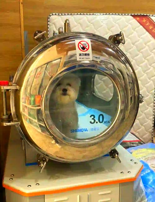 狗狗吃了橡皮泥怎么办,狗吃橡皮泥会有生命危险吗?-第1张图片-后鲨宠物 狗狗吃了橡皮泥怎么办,狗吃橡皮泥会有生命危险吗?-第1张图片-后鲨宠物