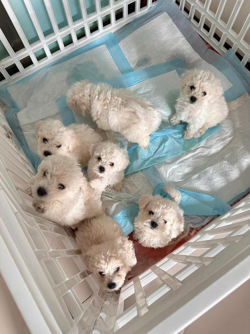 狗狗吃了橡皮泥怎么办,狗吃橡皮泥会有生命危险吗?-第5张图片-后鲨宠物 狗狗吃了橡皮泥怎么办,狗吃橡皮泥会有生命危险吗?-第5张图片-后鲨宠物